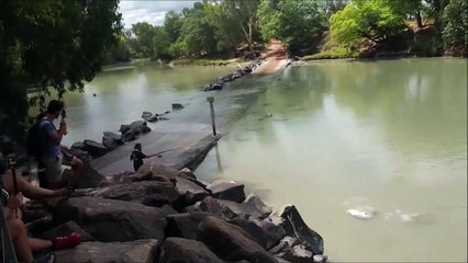 Un crocodile vient voler la prise d'un pecheur... Fainéant mais intelligent l'animal