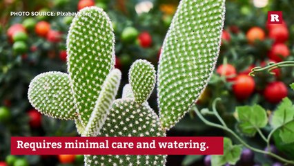 10 easy to grow houseplants | Rare Life