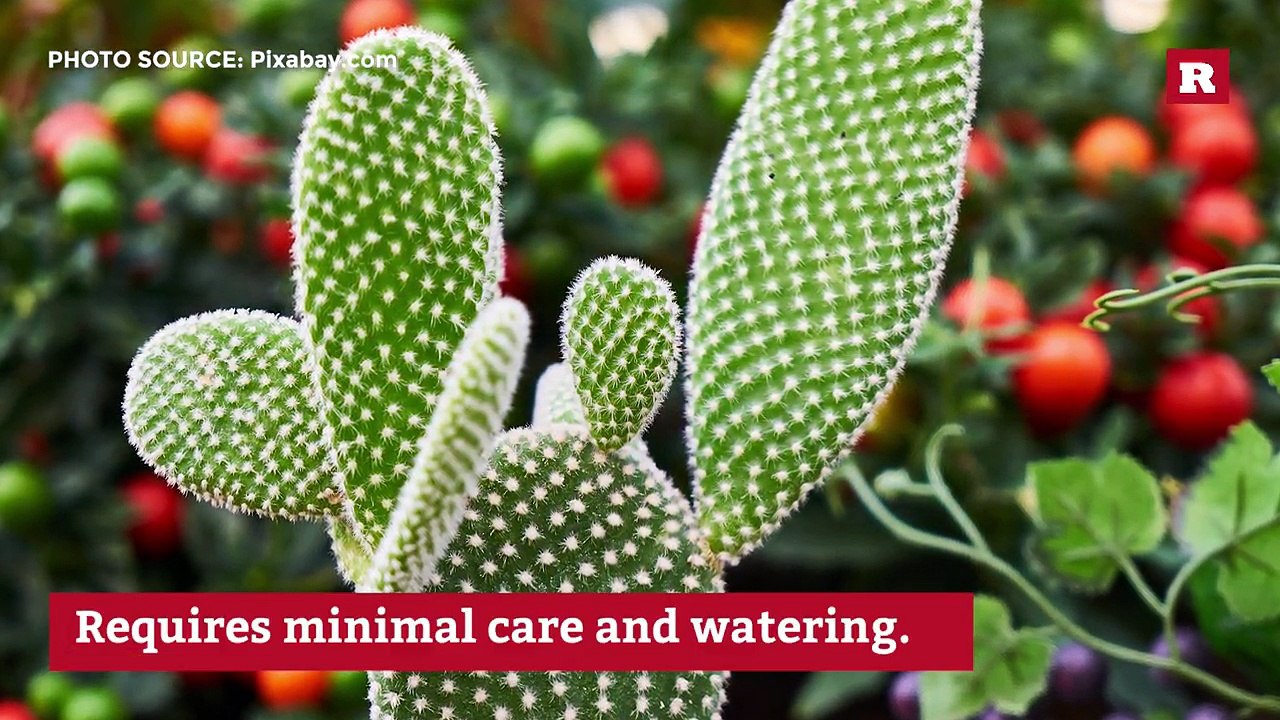 10 easy to grow houseplants | Rare Life