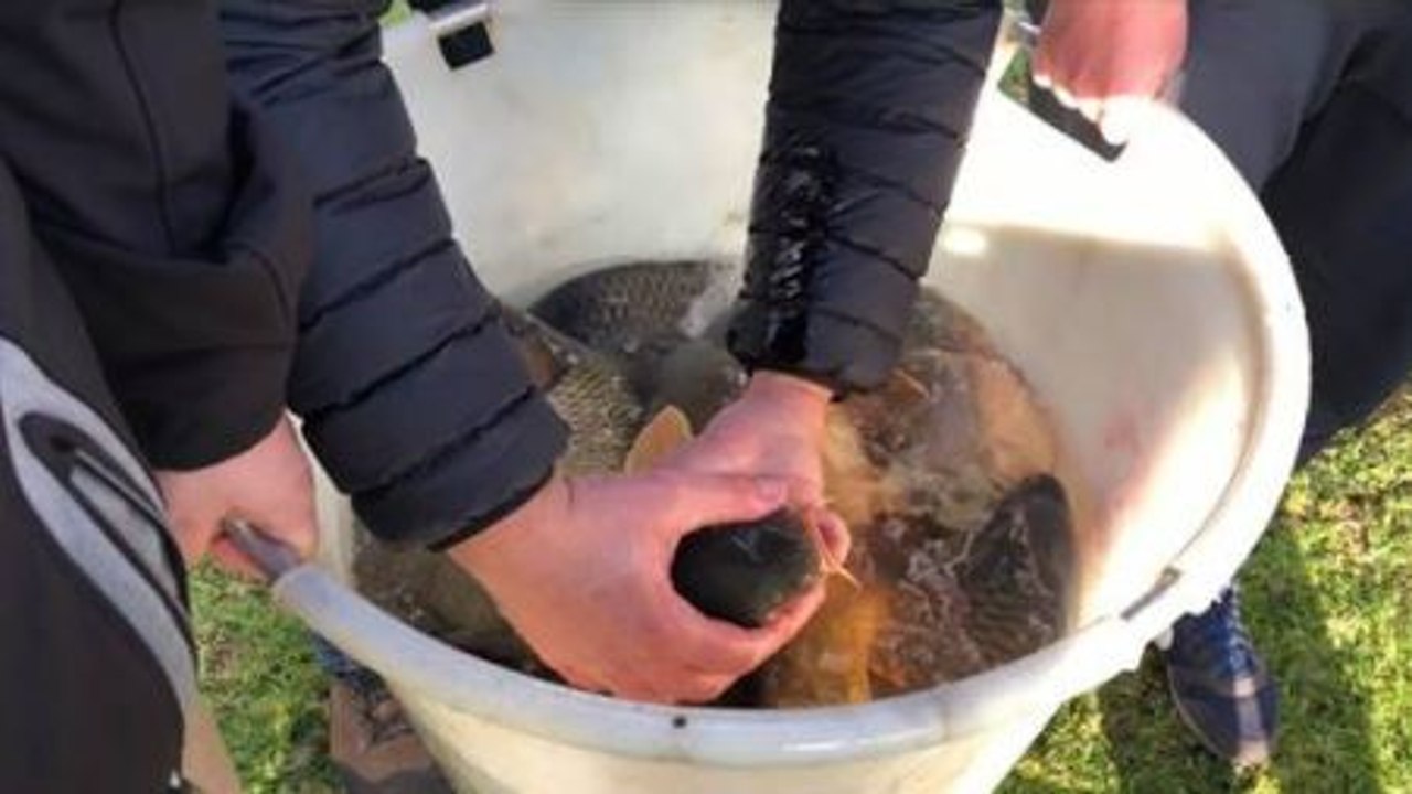 Empoissonnement aux étangs de Strépy-Bracquegnies