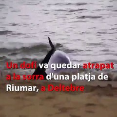 Un mosso fuera de servicio rescata a un delfín atascado en una playa de Tarragona