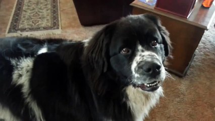 Giant Diva Newfoundland Loves Being Brushed!