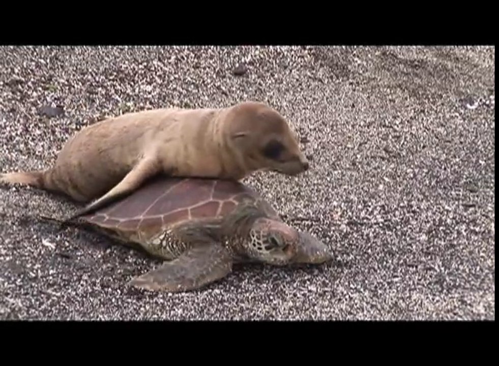 Ce bébé lion de mer prend cette tortue pour un taxi et lui grimpe sur le dos