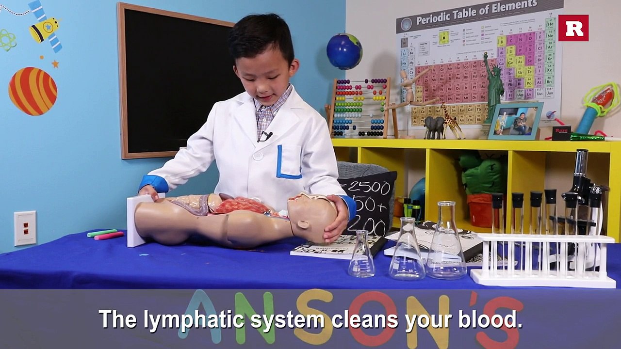 Anson Wong, boy genius, explains the lymphatic system | Anson's Answers