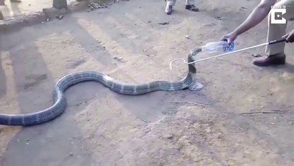 Ils sauvent un cobra royal et lui donne à boire