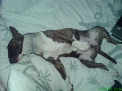 KAIZER bull terrier funk