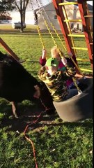 Cow pushing kids on tire swing