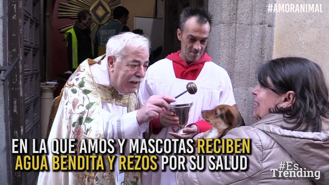Bendición de las mascotas: la tradición española que beneficia a los amos y sus mascotas