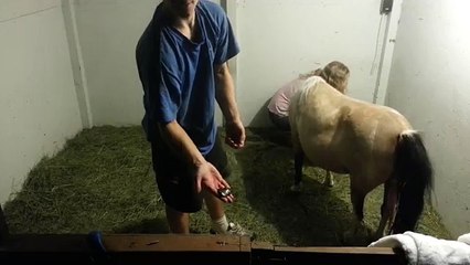 The Birth of Beccas new Foal: A Miniature Horse is Born