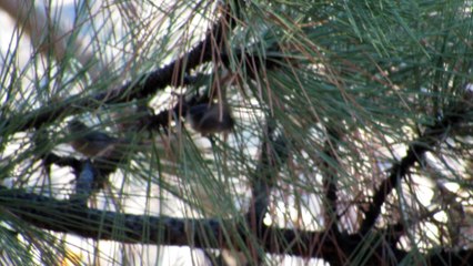 Little Birds In A Pine Tree