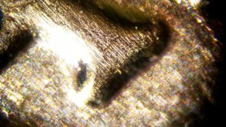 Coins Under Microscope - Buffalo Nickel, Quarter, and Penny