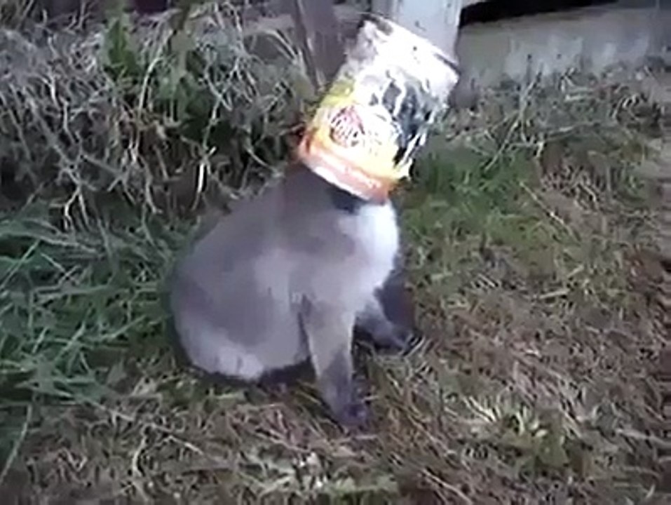Funny Animal