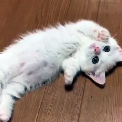 Phòng khám đa khoa Đại Đông - Cute cats #17