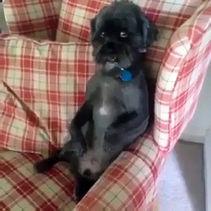 Funny Animal