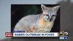 Apache Junction residents attacked by rabid fox outside home