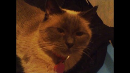 this is our cute pet cat doing what she dose best .