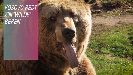 Kosovaarse beren hebben een zwaar leven achter de rug