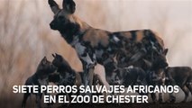 Siete valientes perros salvajes africanos en Inglaterra