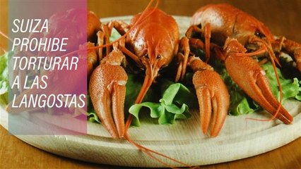 Suiza tiene en cuenta los derechos de las langostas