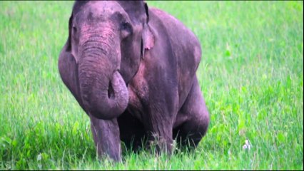 Guys need a cute name for little baby elephant  girl..