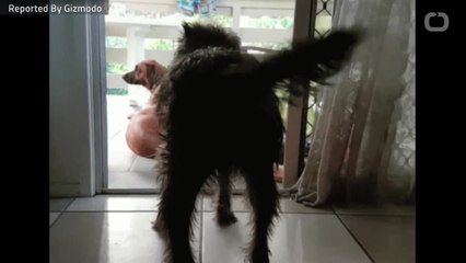 Which Animals Use Their Tails As Weapons?