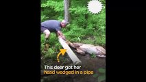 Couple Rescues Deer With Head Stuck In Pipe
