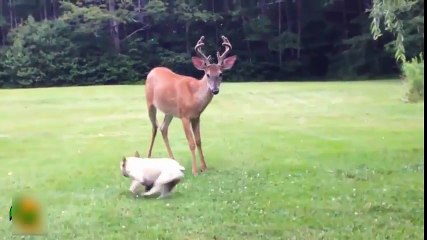 French Bulldog Plays with Deer