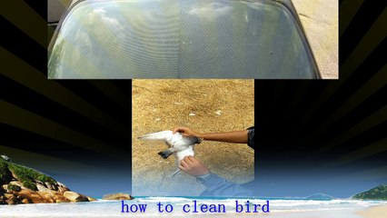 Clean bird Game for cooking  (plucking pigeon)