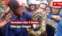 Penemuan Ular Sanca Sepanjang 3 Meter Gegerkan Warga