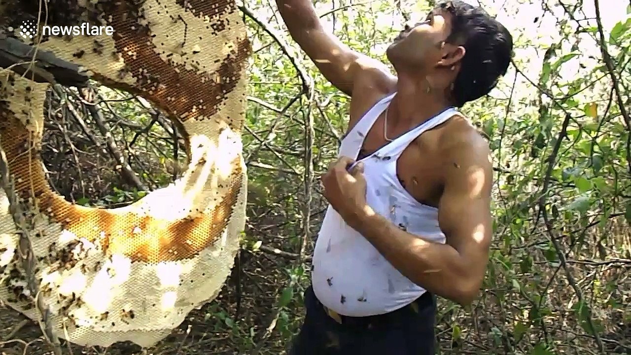 Honey collector stuffs thousands of bees under his T-shirt