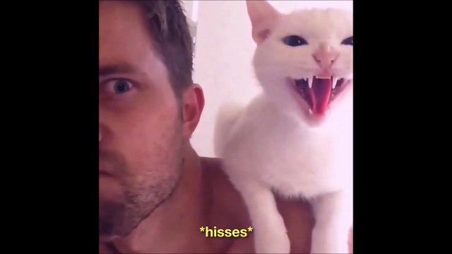 Ne cherchez pas ce chat... Il a l'air bien enervé