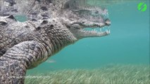 Il nage avec son crocodile de compagnie... Même pas peur