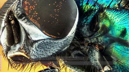 생각보다 더 더러운 파리,, 심지어 600종 넘는 박테리아가 바글바글