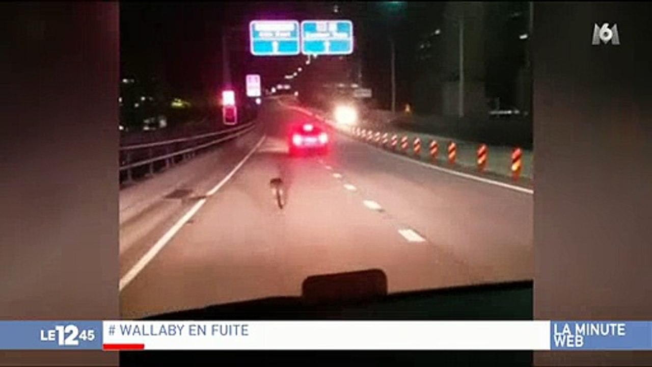 Australie : Une course poursuite d'un wallaby amuse beaucoup les internautes ! Regardez