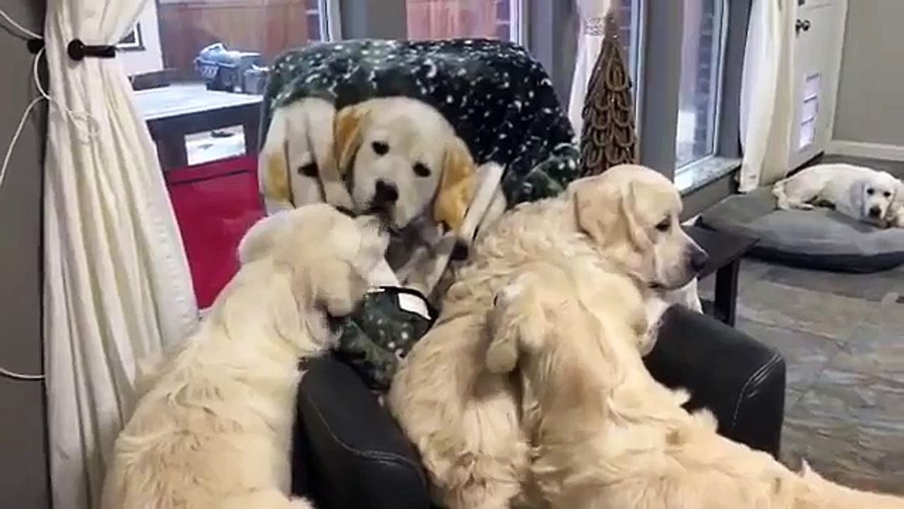 Ces chiens hallucinent devant une photo de chiens sur un fauteuil !