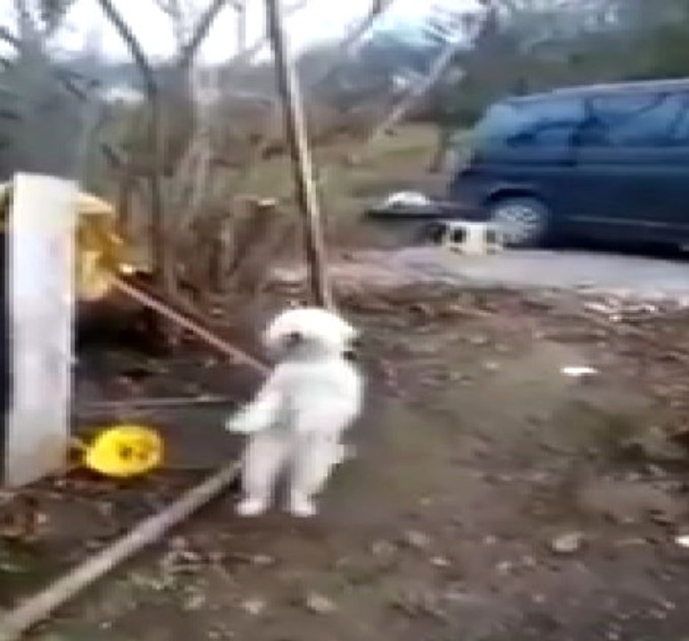 Kemençe Sesine Dayanamayan Köpek Horon Tepmeye...