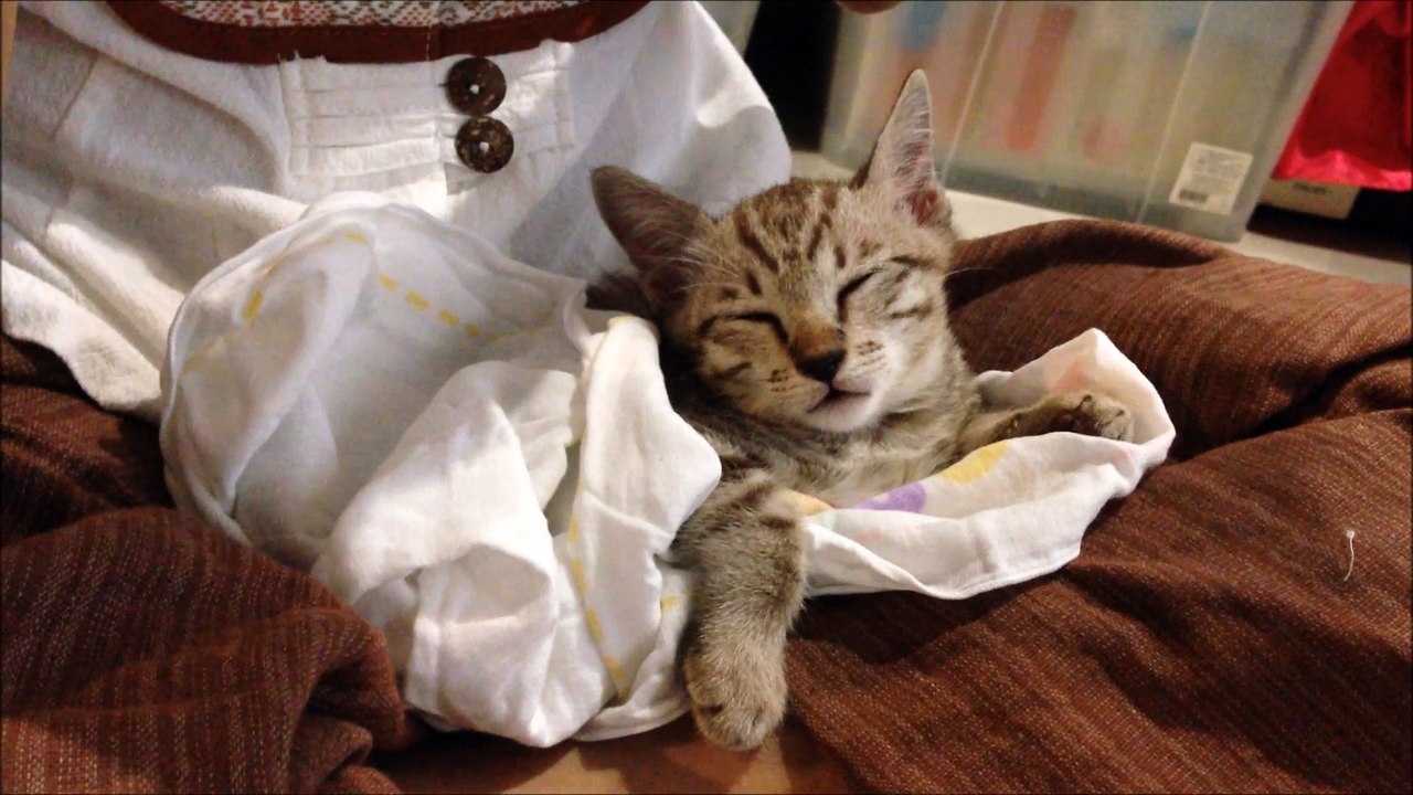Daya 2 month old-First day home - เดญ่า 2 เดือน วันแรกที่รับมาเลี้ยง