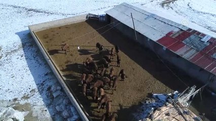 Karda Yetiştirdiği Develer Şampiyon Oldu