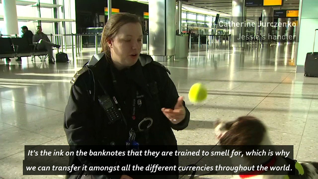 Super spaniel sniffs out £1 million in smuggled...