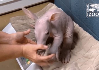 Like the Rest of Us, This Tiny Aardvark Doesn't Want to Get on the Scales in January