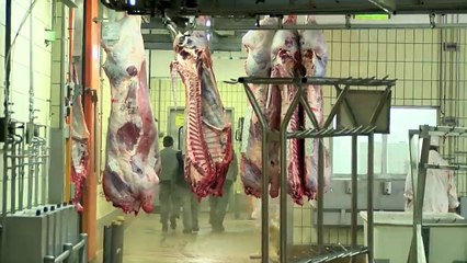 Travaux de valorisation énergétique à l'abattoir de Limoges