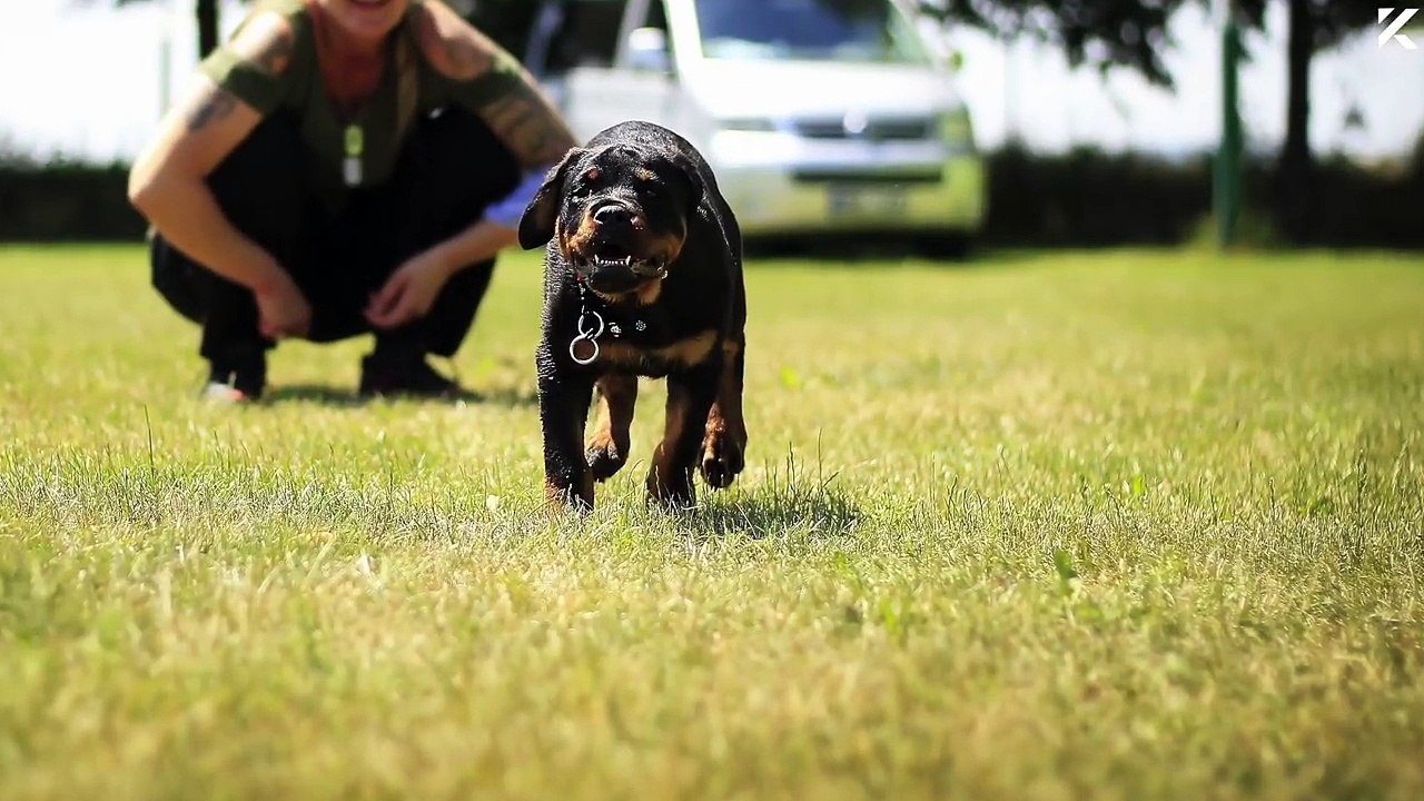 7 Pregnant Women Saved By Animals