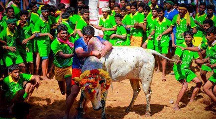 சீறிப் பாய்ந்த காளைகள்