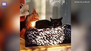Squirrel and cat in Denmark are inseparable