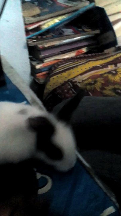 Pet animals
