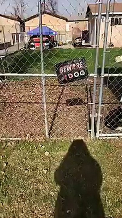 beware of dog