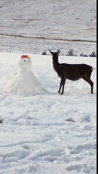 Cautious deer approaches snowman