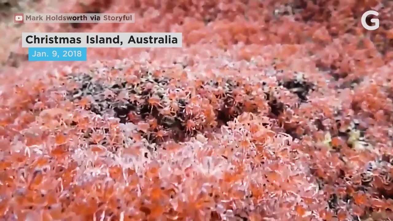 Tiny Red Crabs March Home