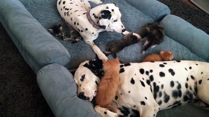 Silly kittens play with sleepy Dalmatians