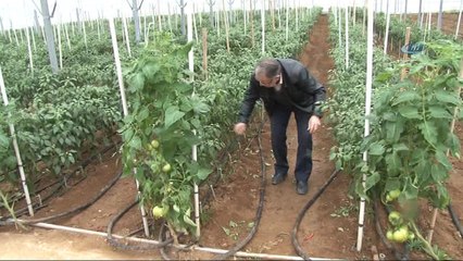 Çanakkale'de ilk kez jeotermal serada 4 mevsim sebzeler üretiliyor